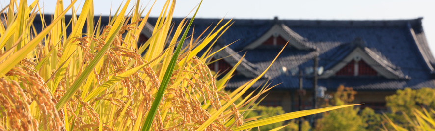 Church Headquarters’ Rice-Harvesting Ceremony Held with Joy