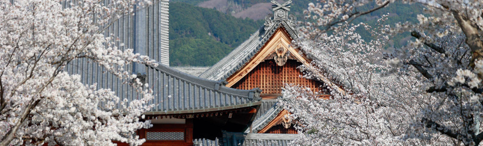 Oyasama’s 227th Birthday Draws Many Followers of the Path to Jiba