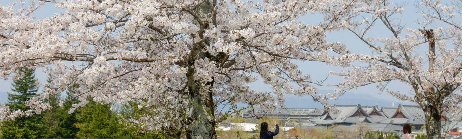 Tenrikyo Women’s Association Holds Its 107th Convention