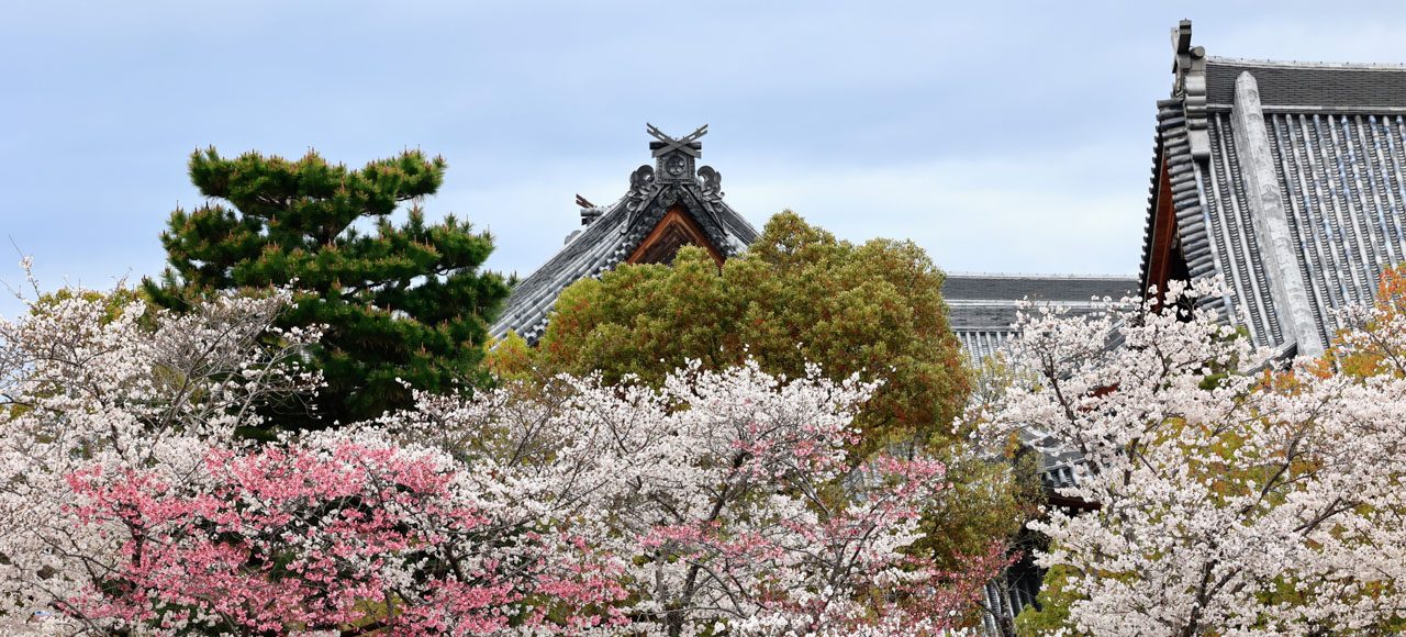 Oyasama Birth Celebration Service Marking Her 228th Birthday: Followers Pledge True Sincerity to Live as Yoboku in Accord with Oyasama’s Intention